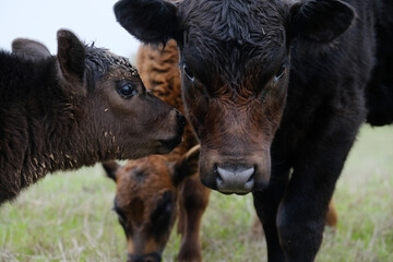 Picture of Cattle