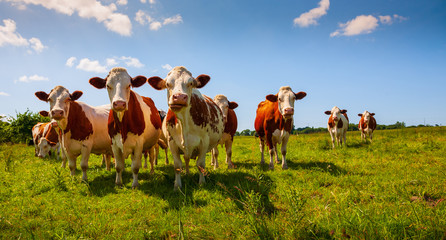 Picture of Cattle