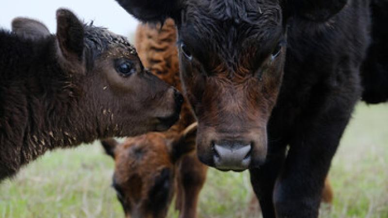 Picture of Cattle