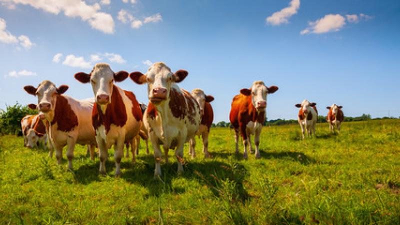 Picture of Cattle